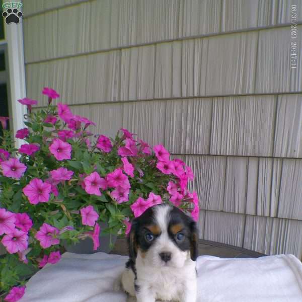 Donald, Cavalier King Charles Spaniel Puppy